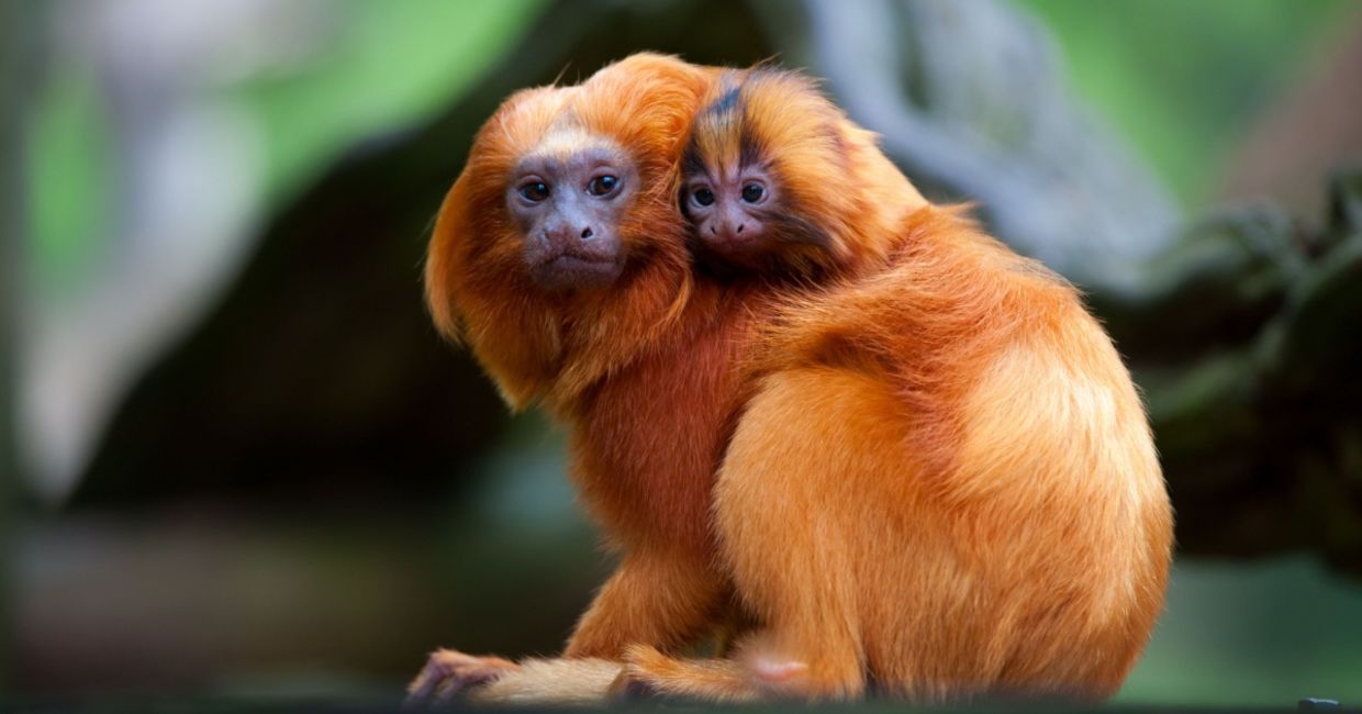 A golden lion tamarin with baby.