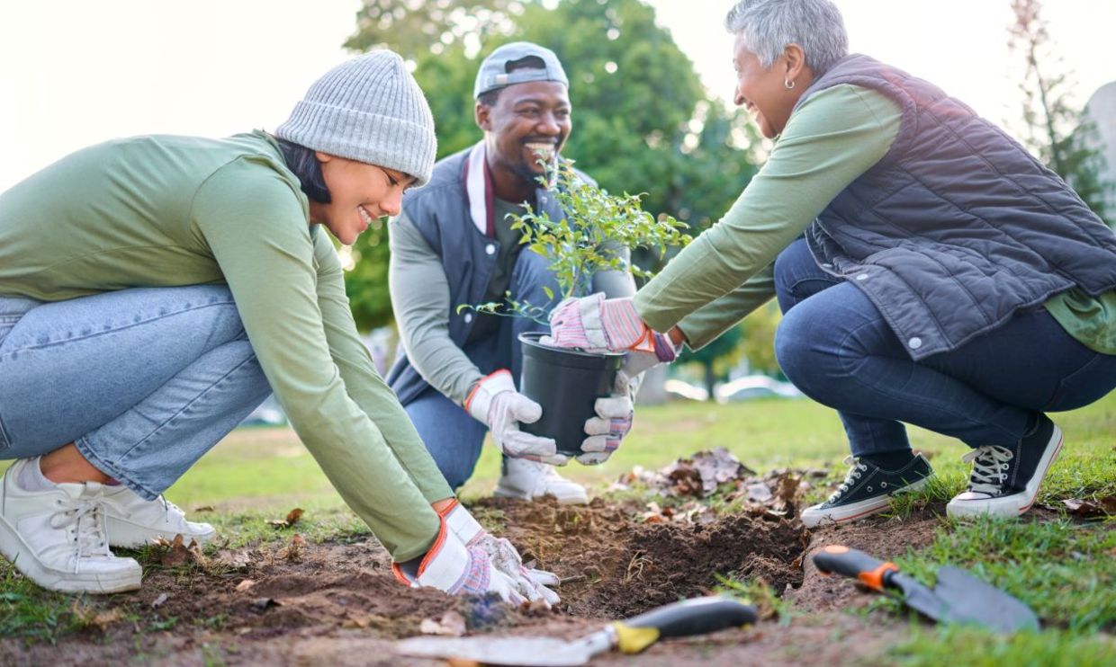Volunteers planting trees in a park.