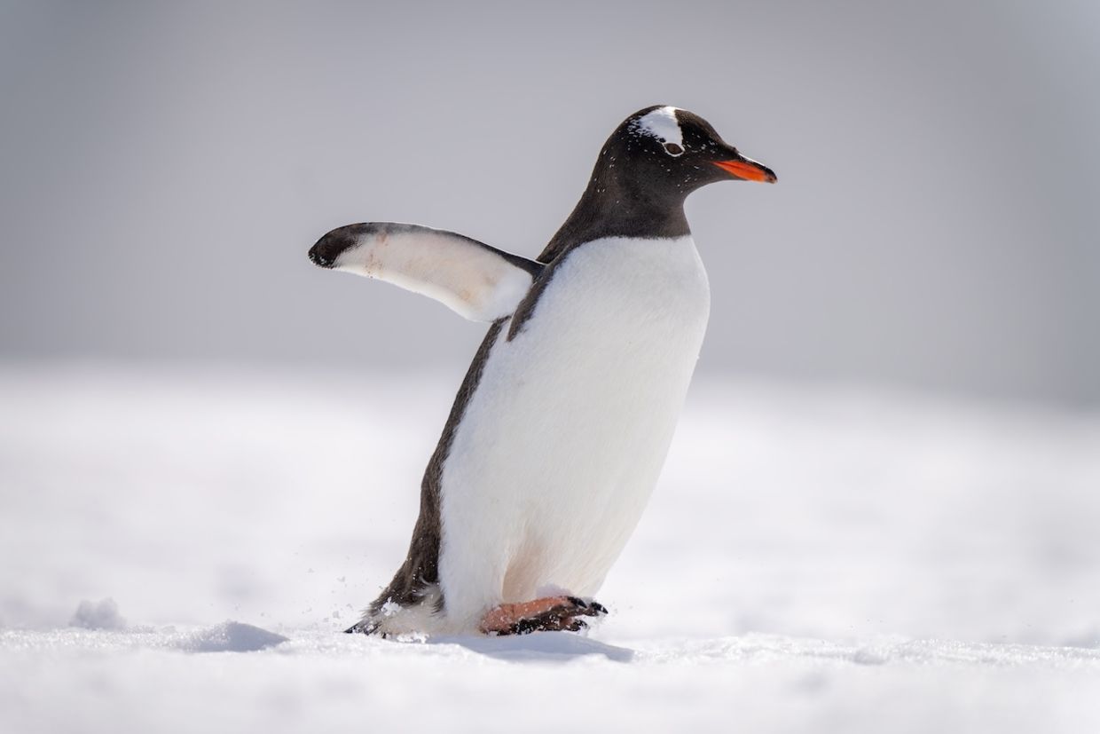 Gentoo penguins are social animals.