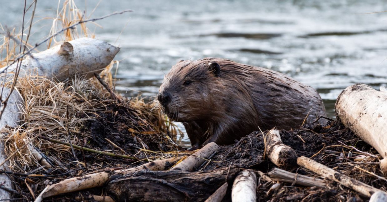 A beaver hard at work.