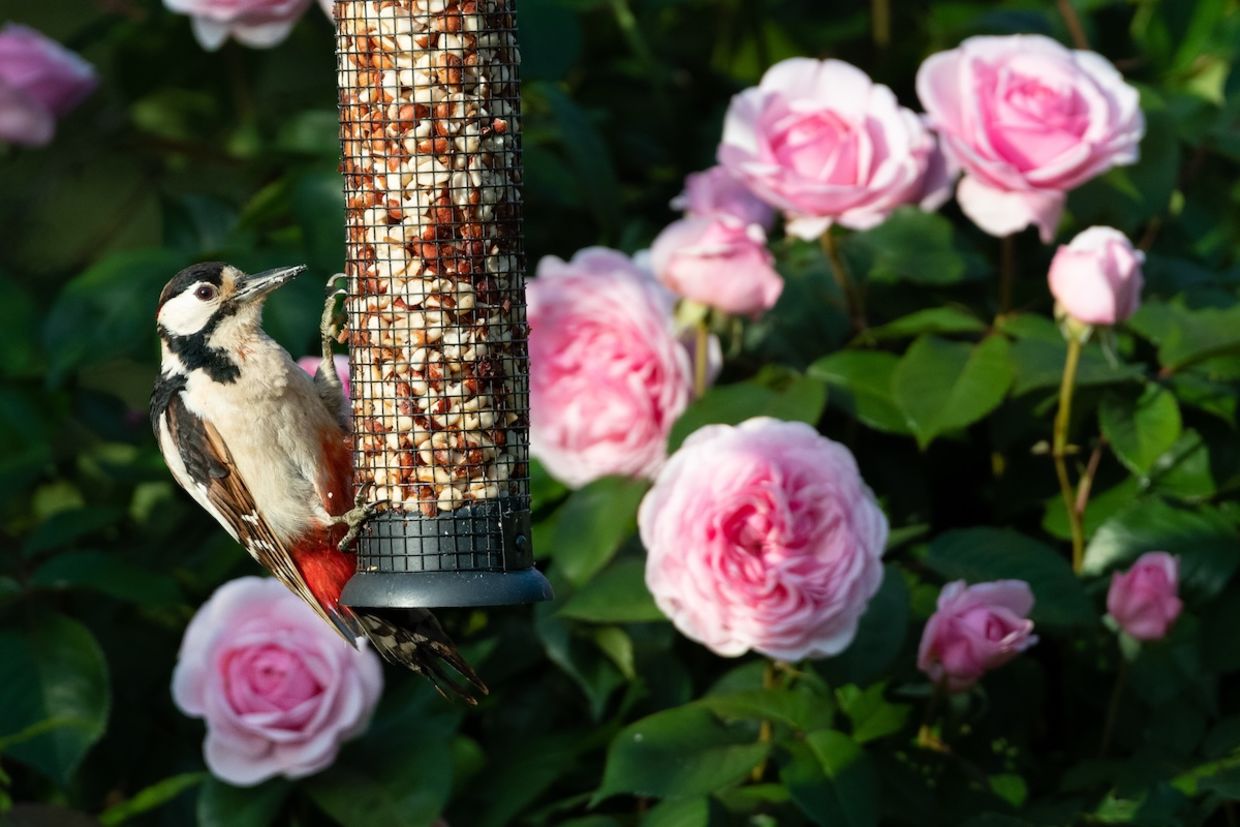 Donate or do something good for nature to give back this spring equinox.