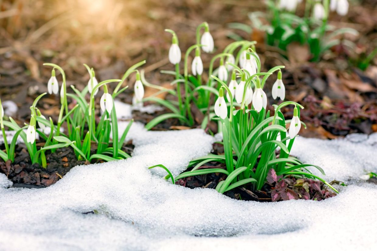Snowdrops blooming in the snow.