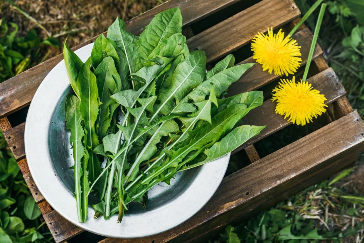 Dandelions are edible and good for your health.