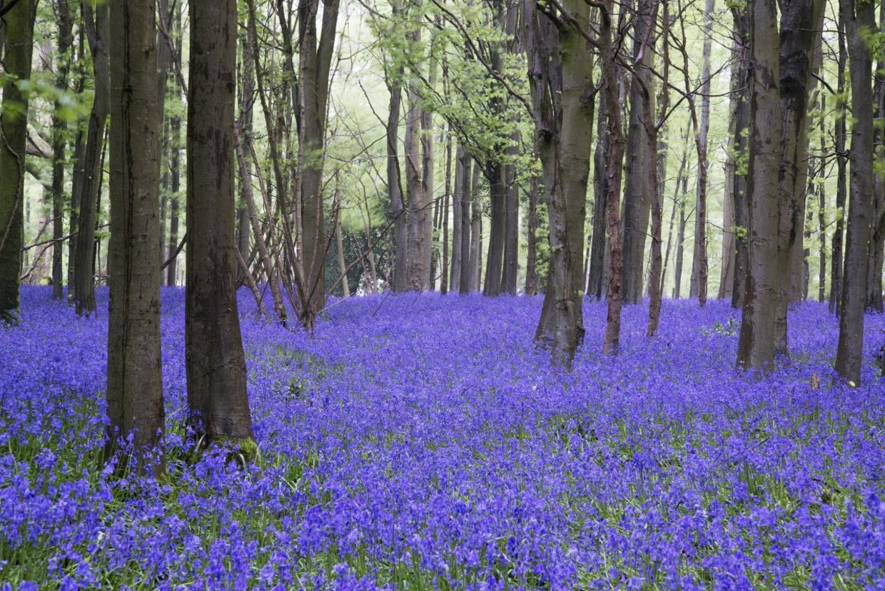 A carpet of bluebells in a forest.
