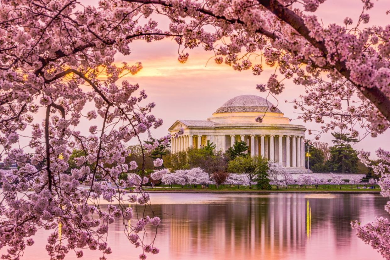 Cherry blossoms in Washington DC.