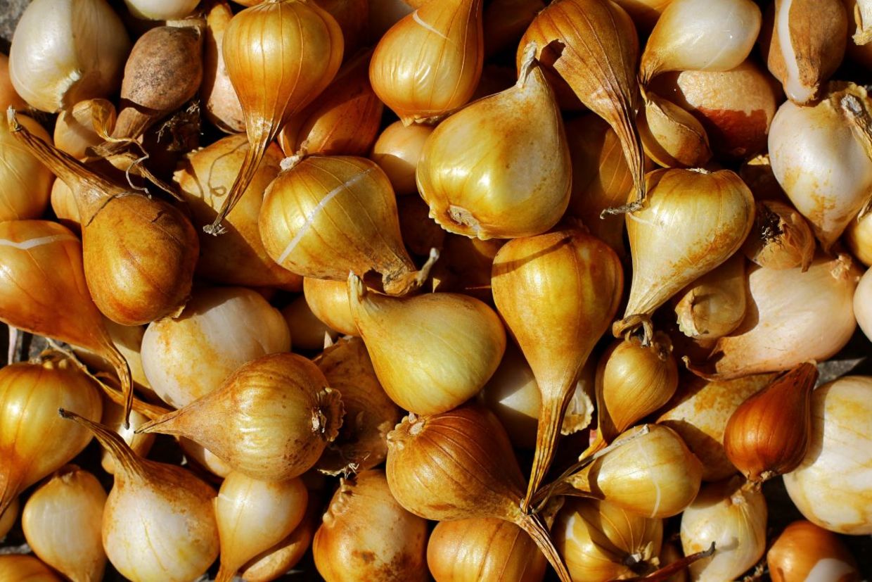 Tulip bulbs that are ready to be planted.