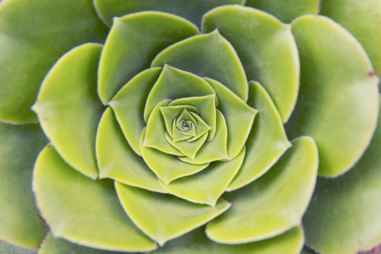 Sacred geometry is present in nature.