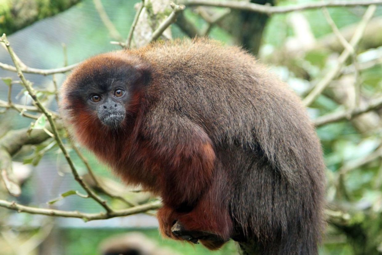 A Brazilian project is keeping primates safe in the Amazon.
