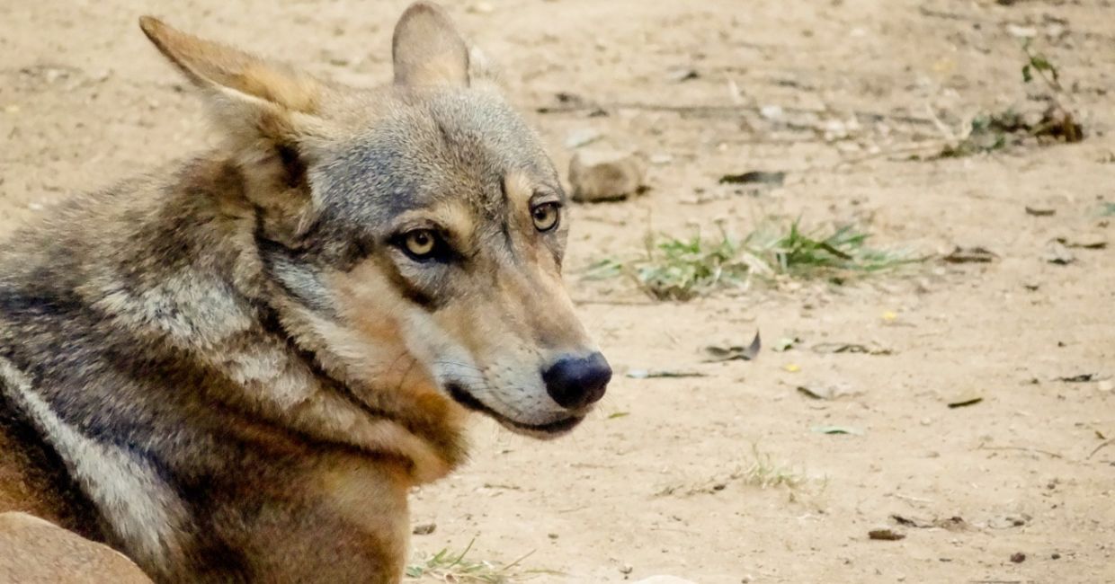 Close-up of Indian gray wolf.