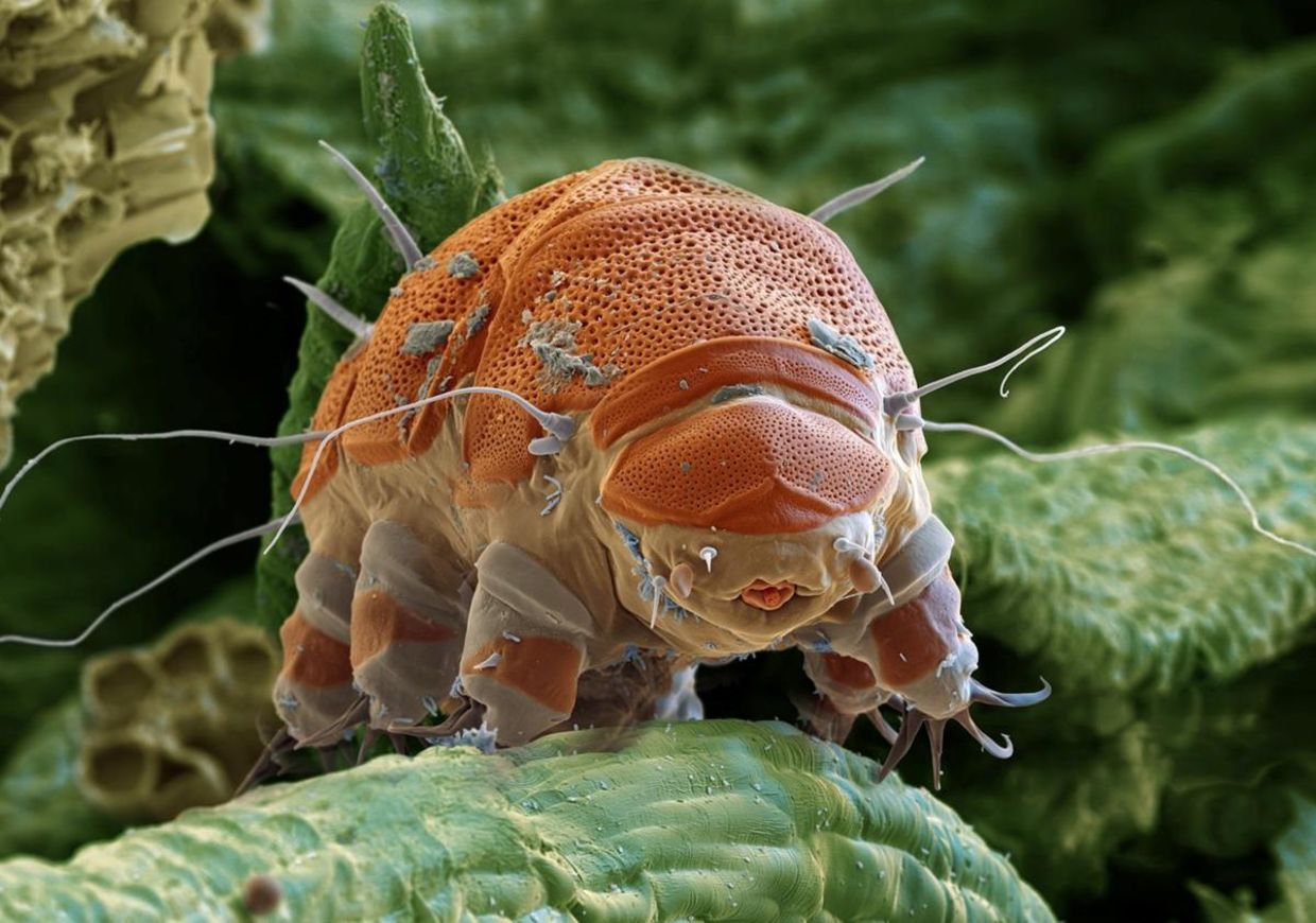 A highly enlarged image of a tardigrade.