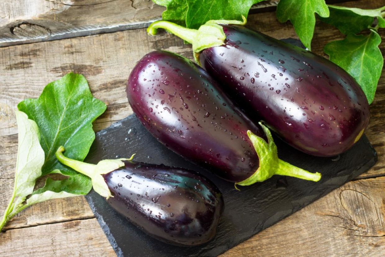 Freshly picked purple eggplant.