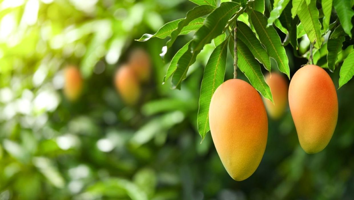 A man has grown over 350 varieties of mangos on a tree in India.