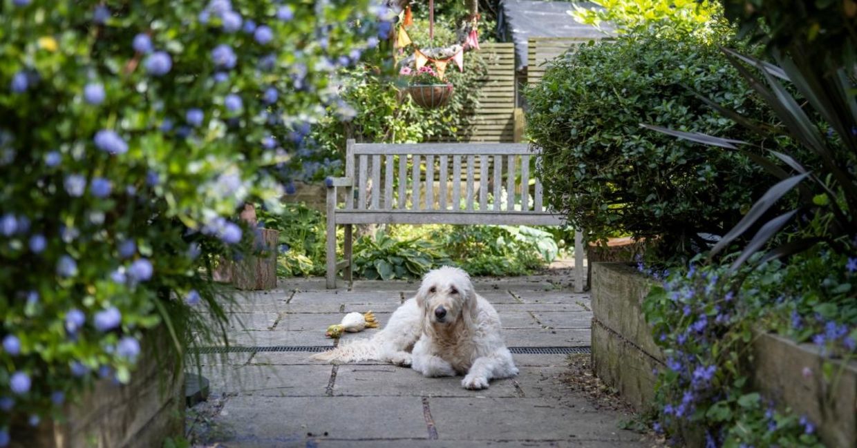 A dog enjoying the back yard.