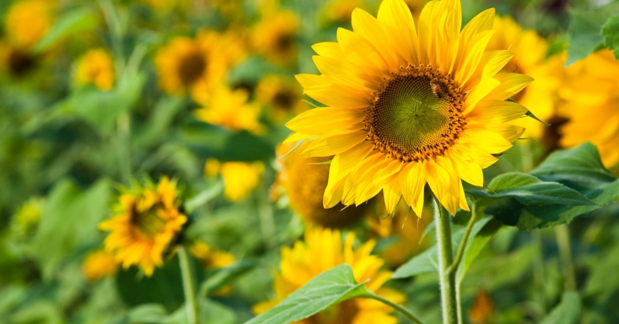 Sunflowers in the garden are safe for dogs and cats.