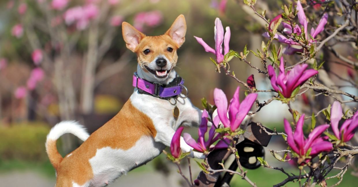 A dog enjoying the scent of magnolias in the garden.