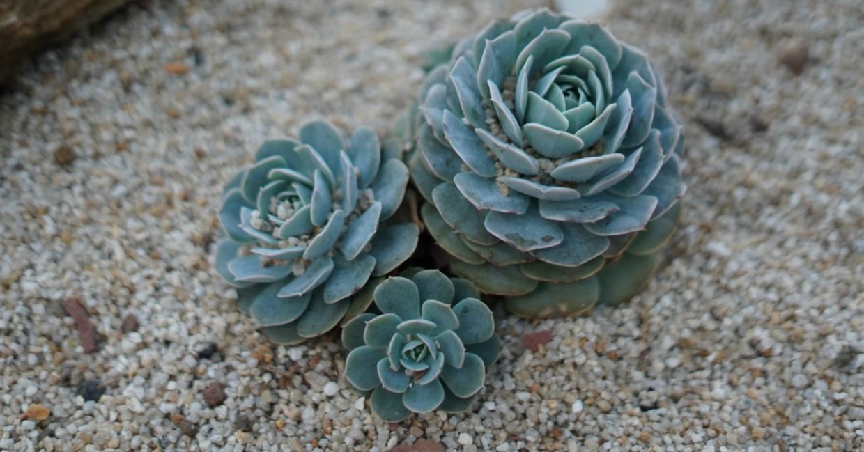 This hearty succulent grows well in a rock garden and is safe for pets.