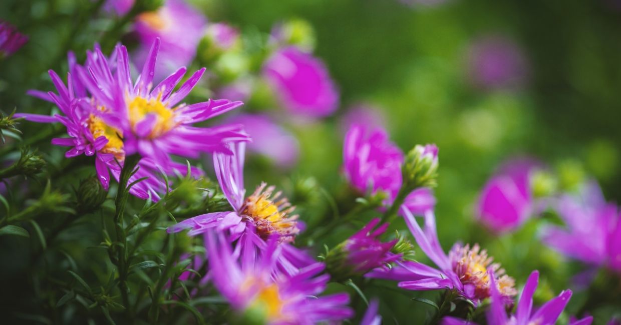 Asters are safe for your pets.