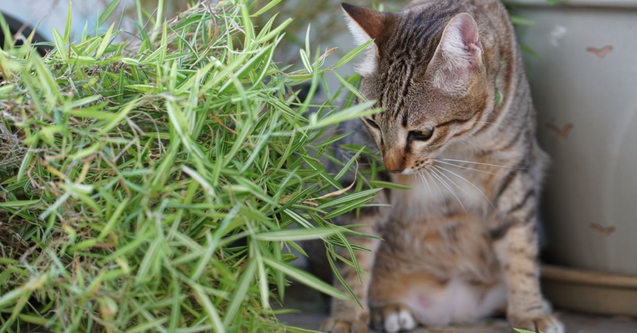 Your cats and dogs will enjoy playing with bamboo.