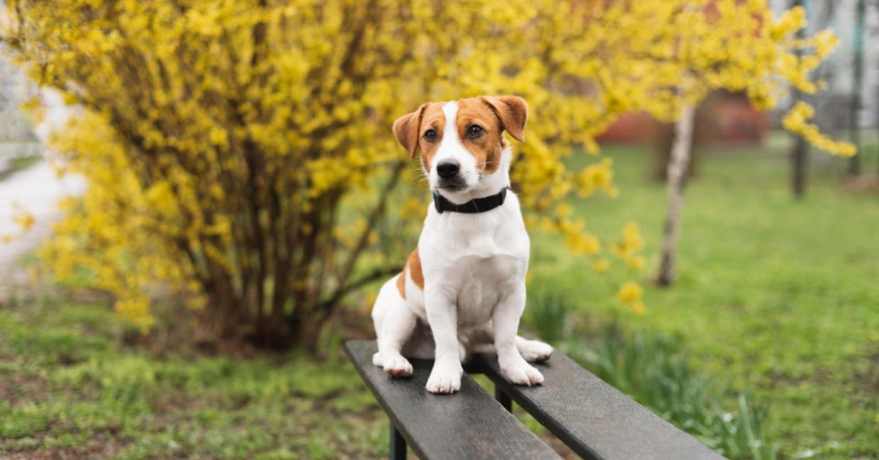 Border your yard with these blooming bushes.