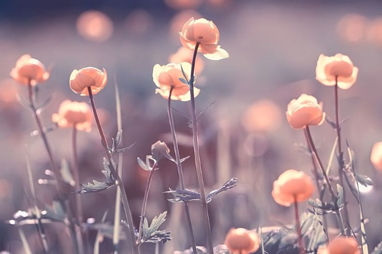 Meadow flowers and bees.