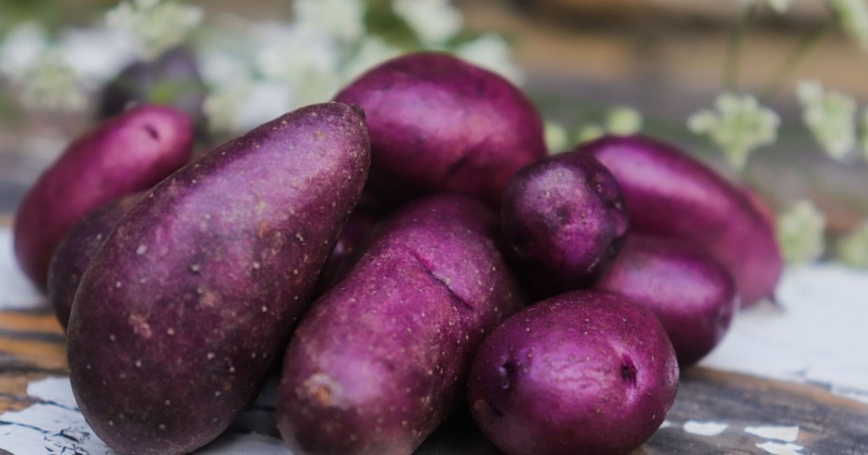 Purple potato tubers are good for your health