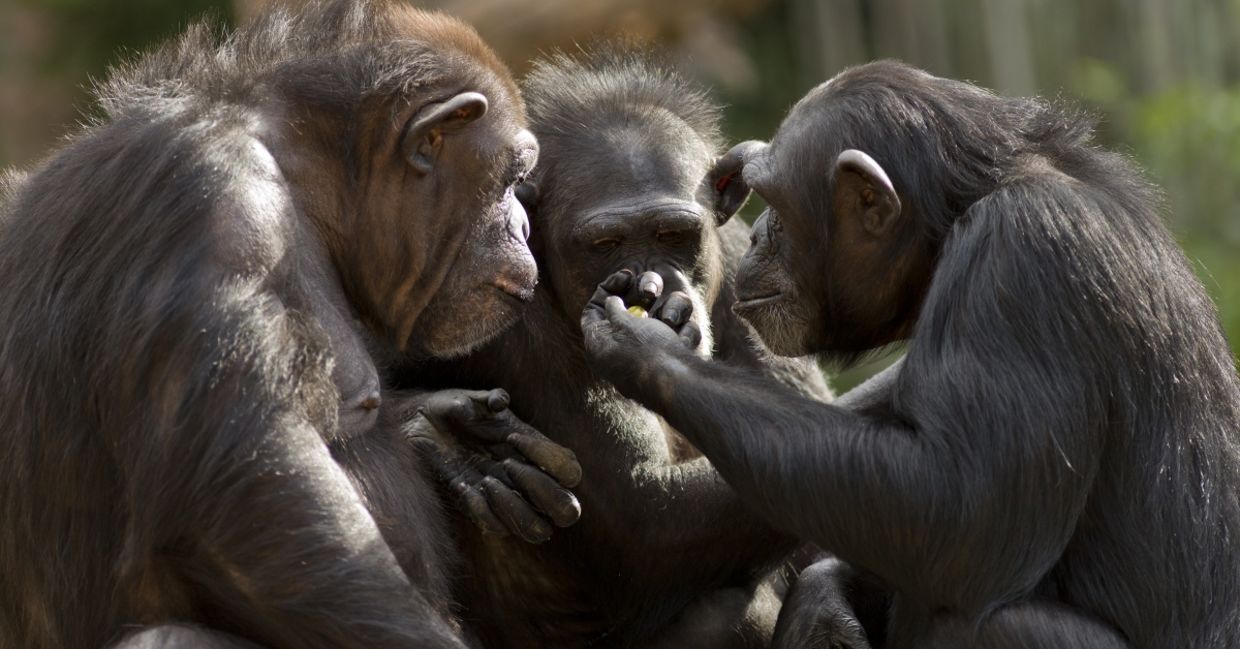 Chimps having a conversation.