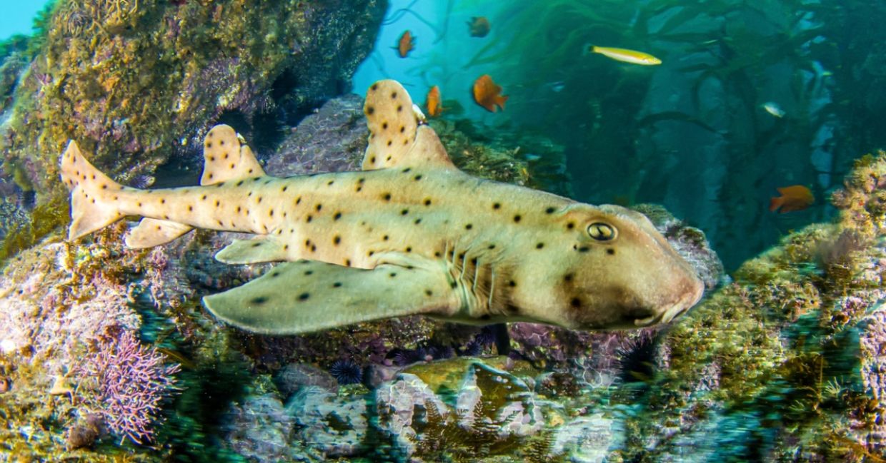 Horn shark hunting underwater.