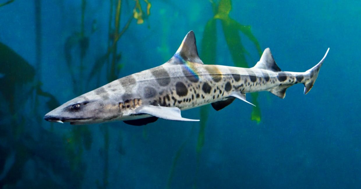 Leopard shark in a kelp forest.