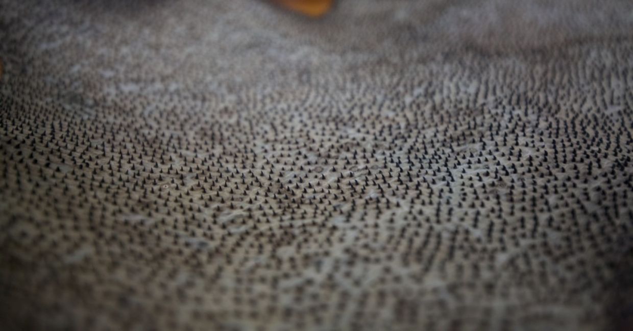 A close-up of shark skin.