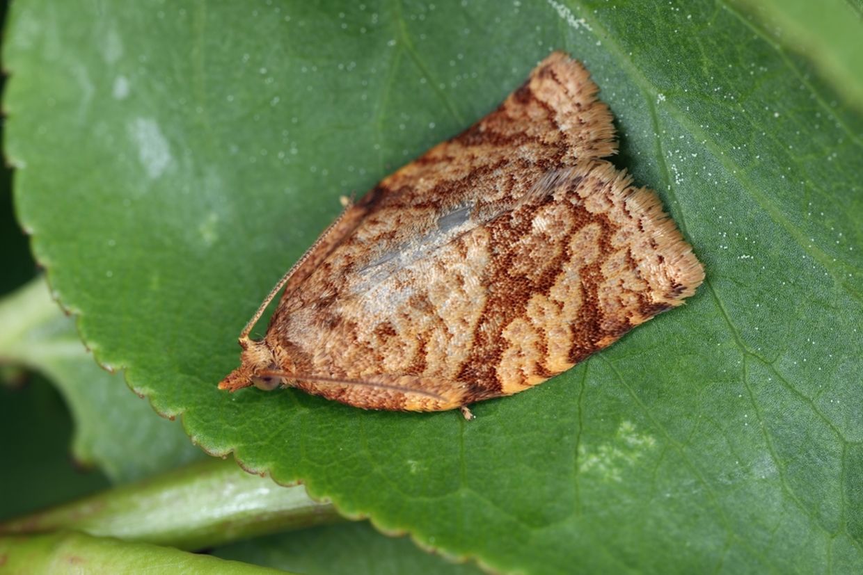 A moth lies on a leaf.