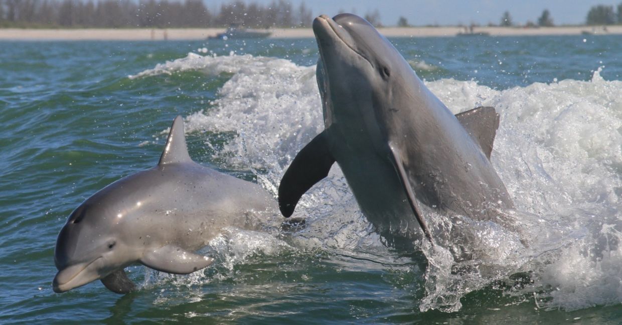 Atlantic bottlenose dolphins