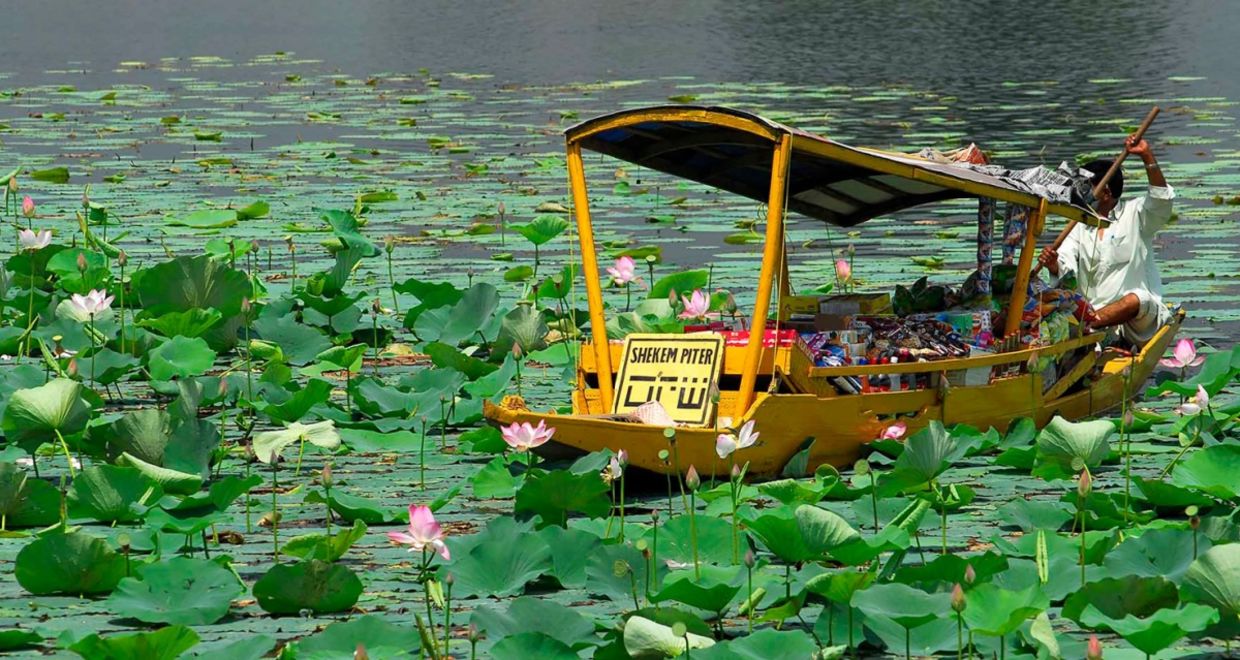 Lotus flower farmers.