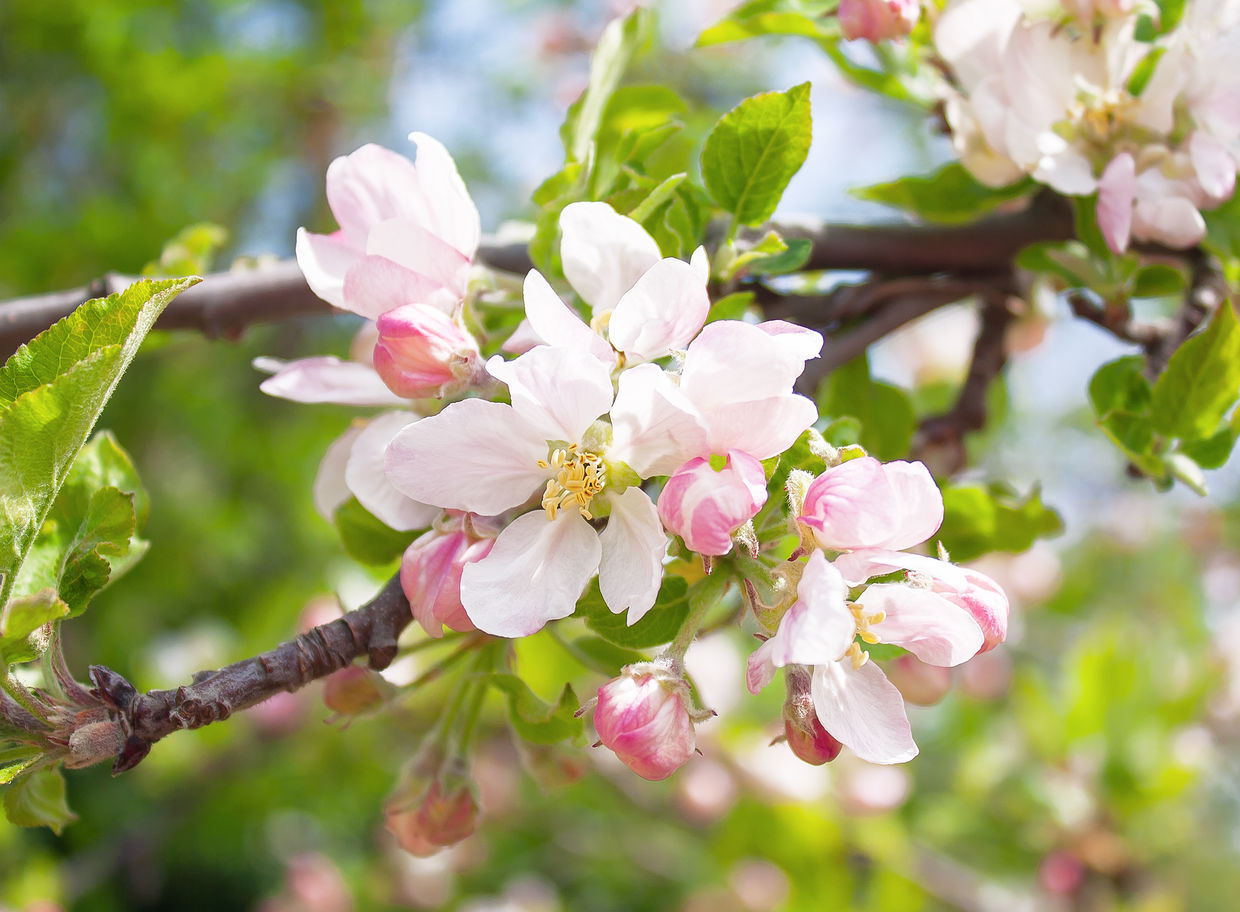 An apple tree in full blossoms.