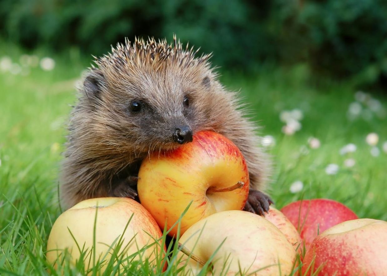 A hedgehog gathering apples