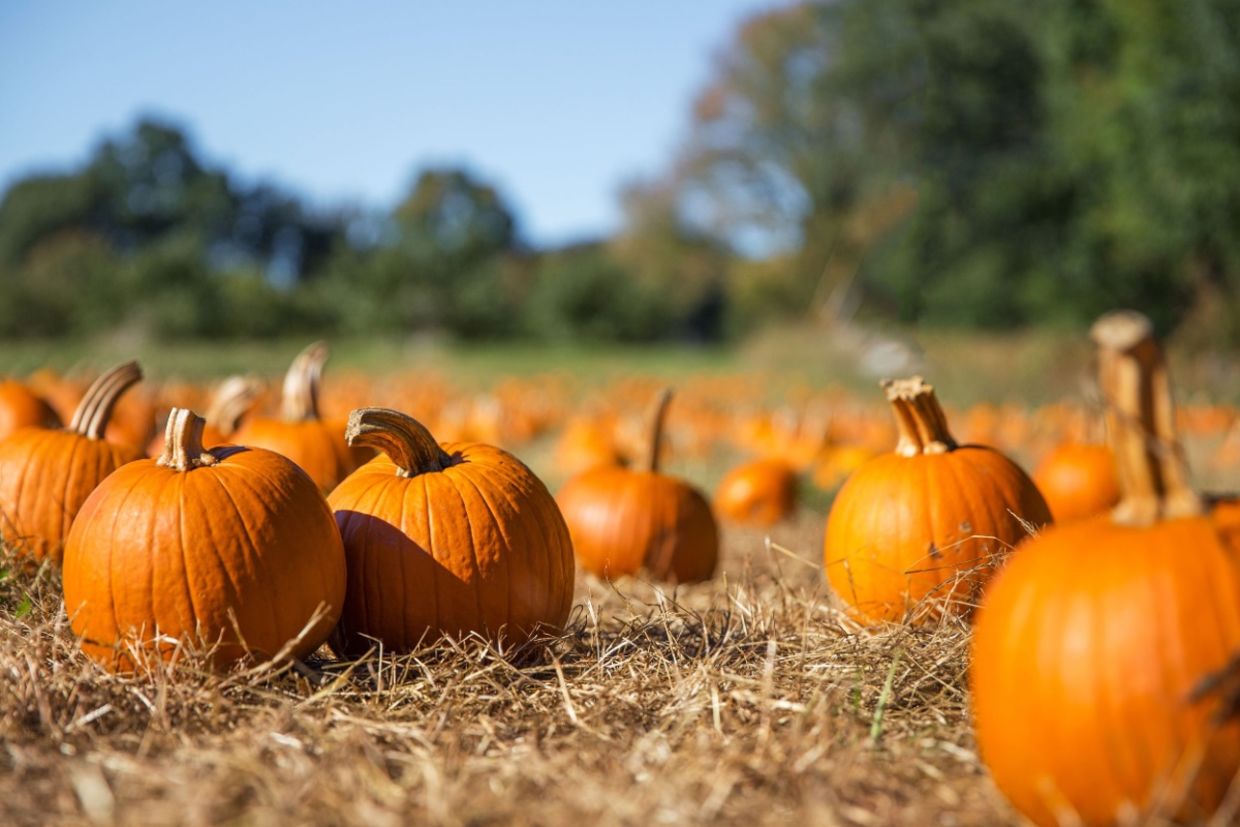 A pumpkin patch filled with orange pumpkins.