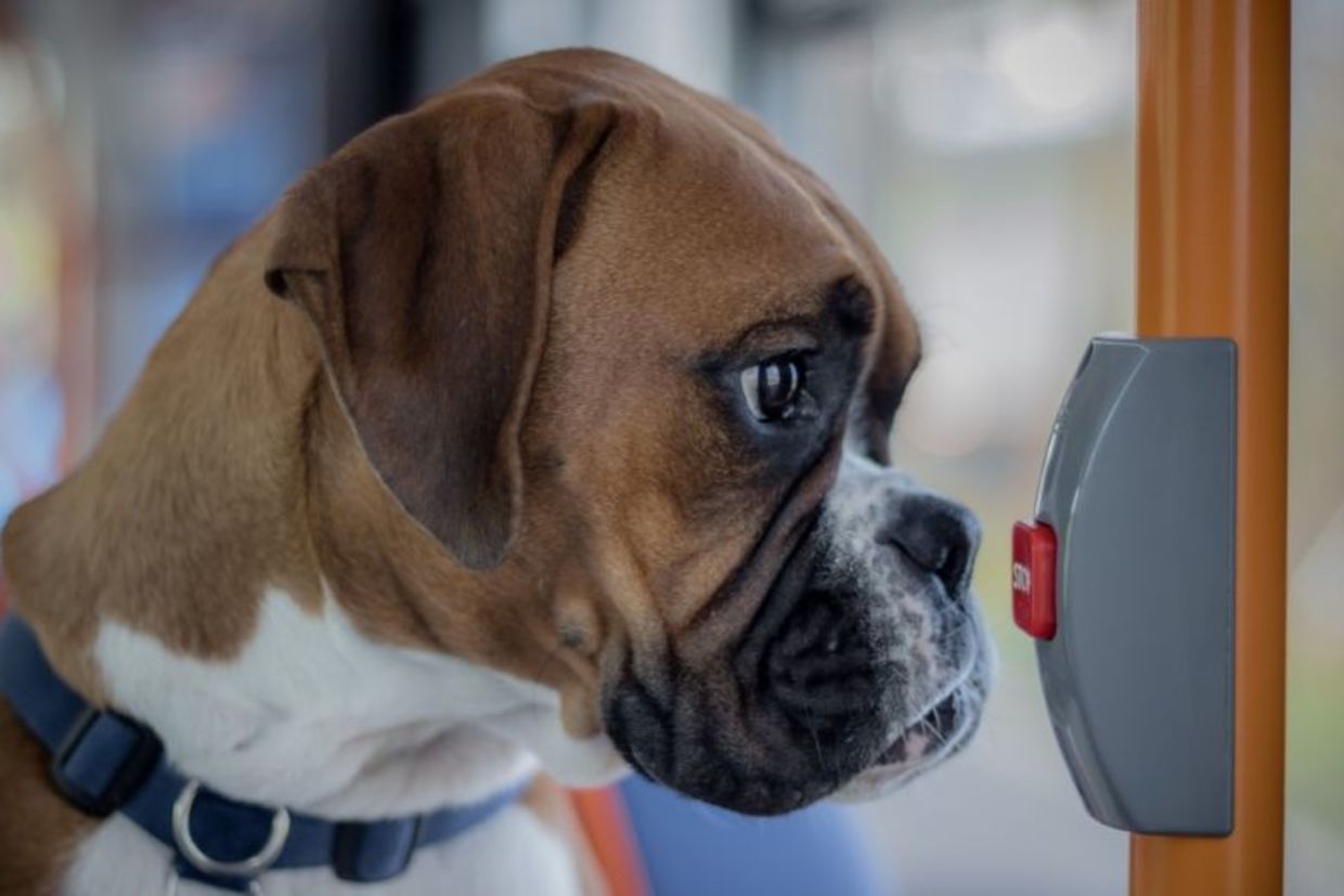 A close-up shot of a brown boxer dog inside a bus near a stop button.