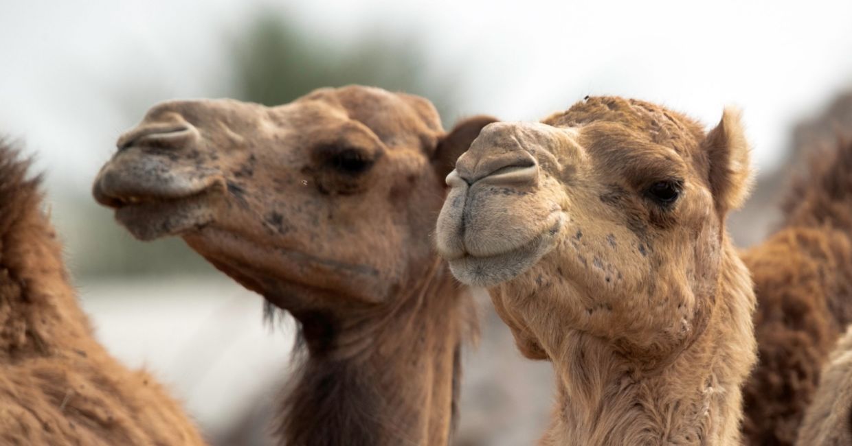 Camels may be the key to treating brain disorders.