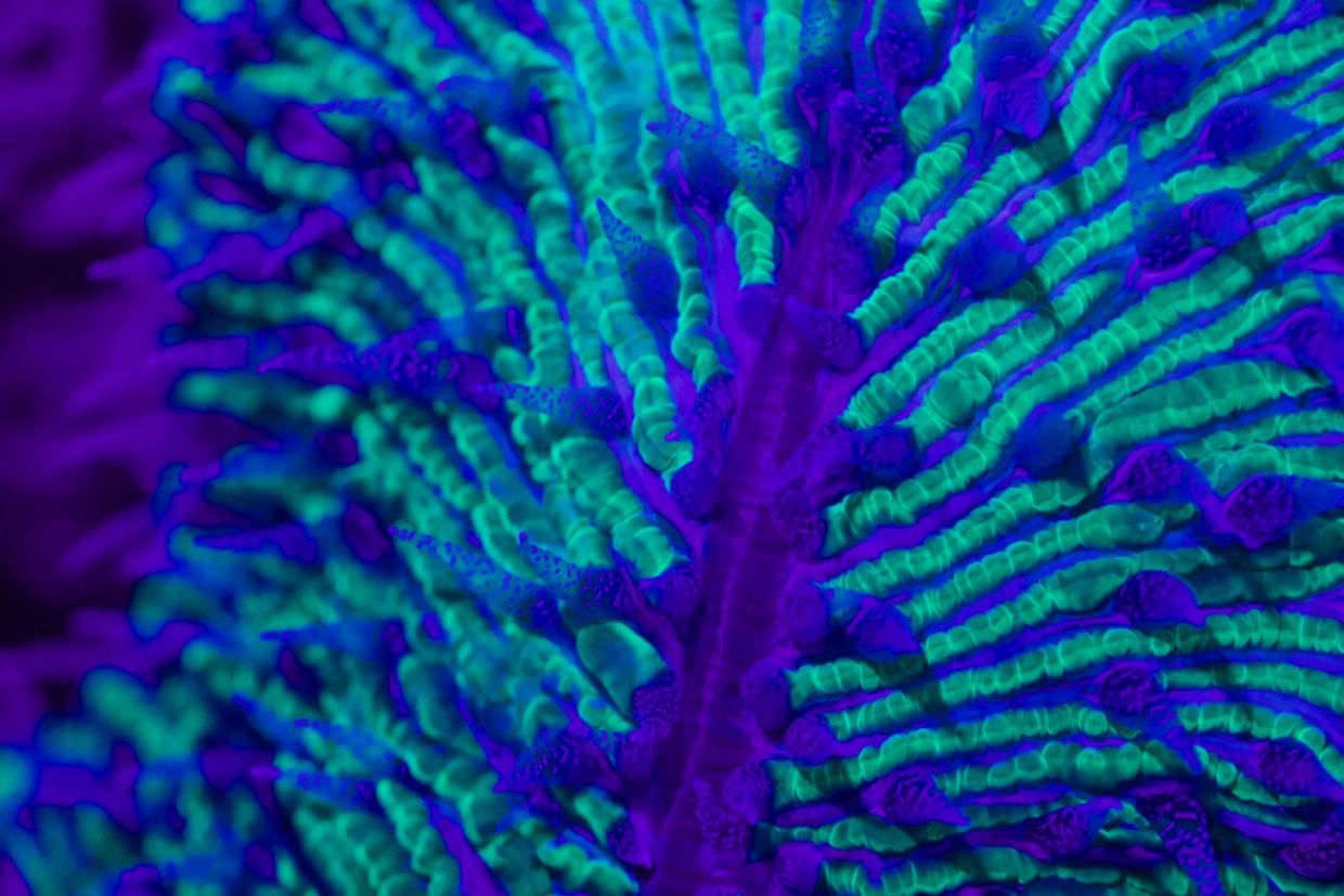 A coral glows in blue and green.