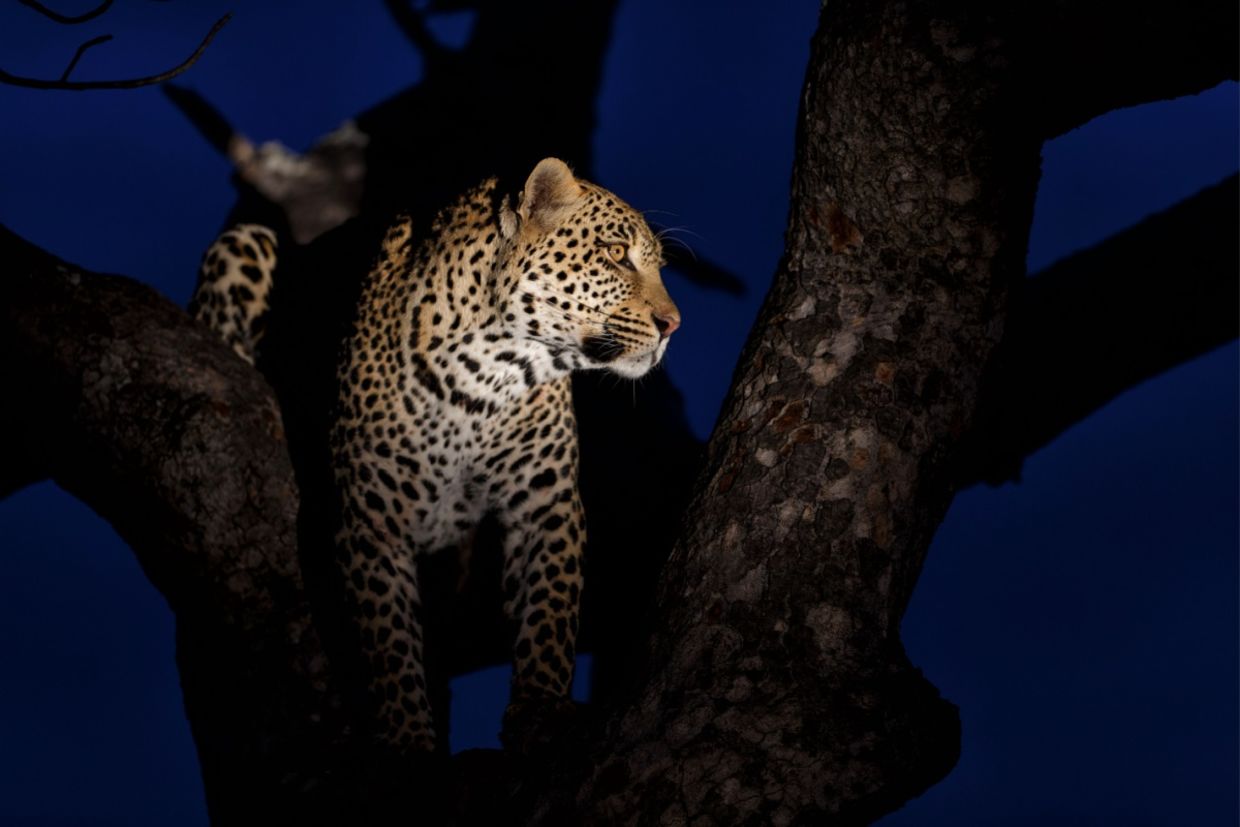 A leopard at night.