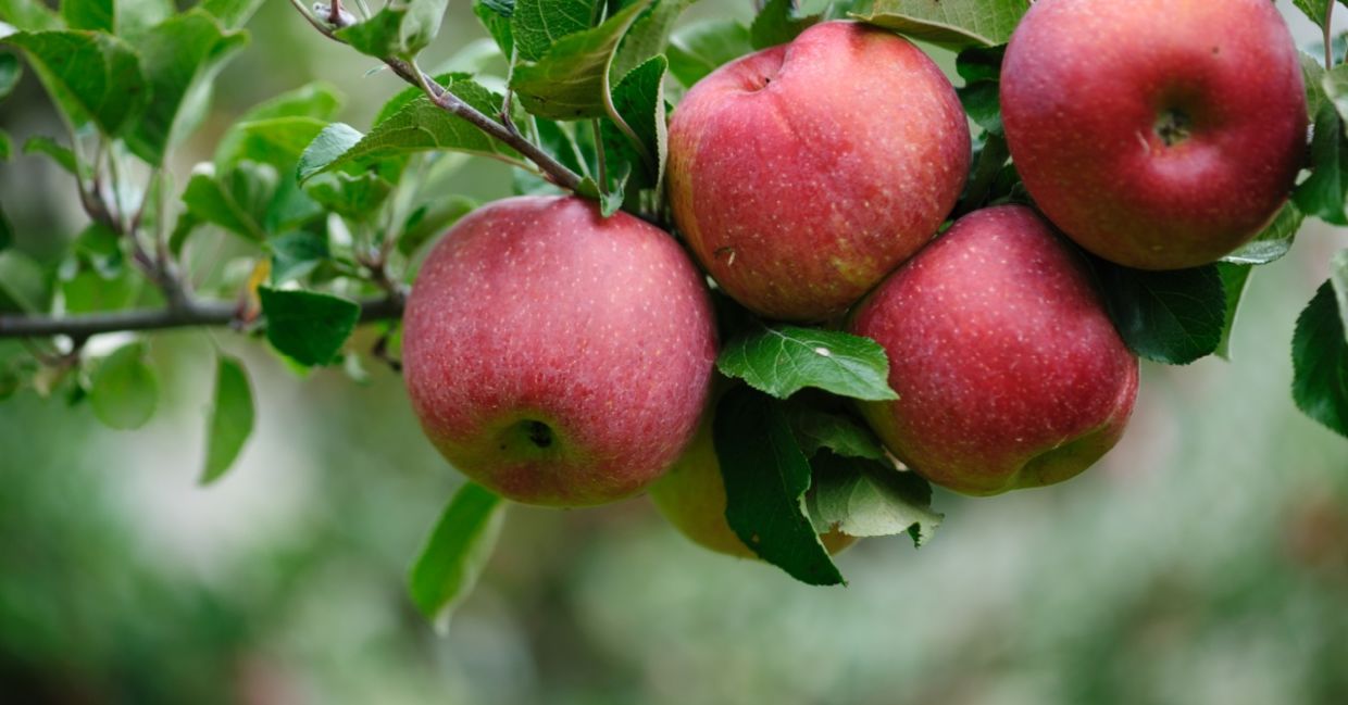 Apples that are ready to be picked.