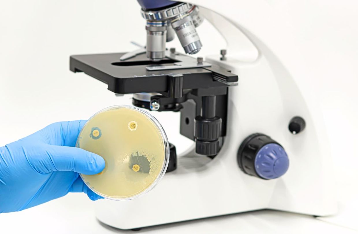 Researching antibiotic resistant superbugs.