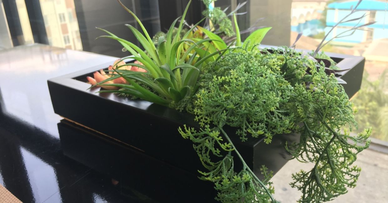 Miniature Garden Plants.