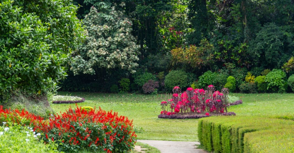 Paved Pathway Bordered by Manicured Hedges.