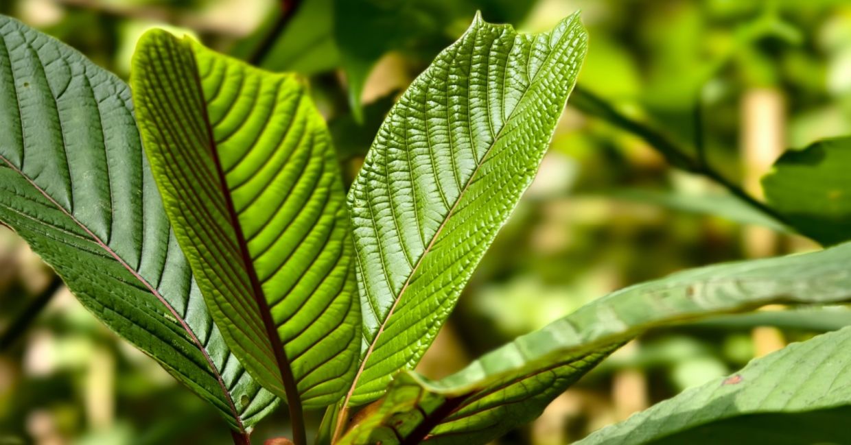 Kratom leaves contain powerful plant compounds.