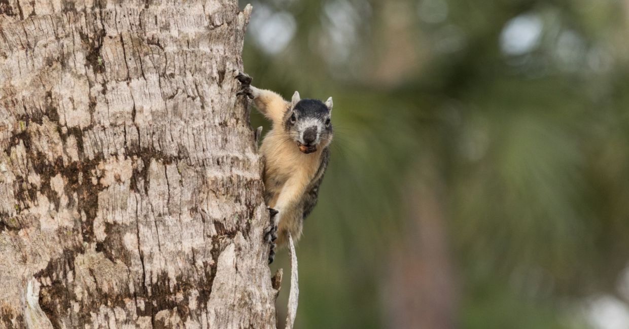 A Big Cypress fox squirrel in a tree.