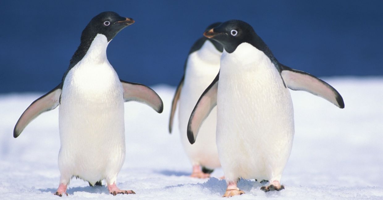 Three penguins walking together on the snow