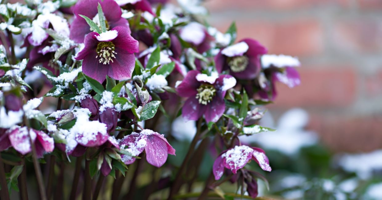 Purple Christmas rose blossoms.