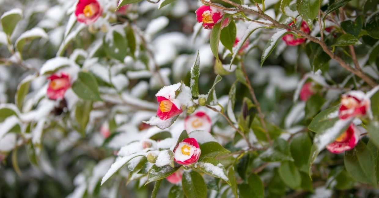 Magic rose camellias beginning to bloom.