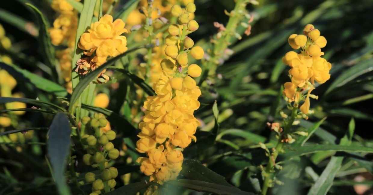 Beautiful yellow blooming mahonia.