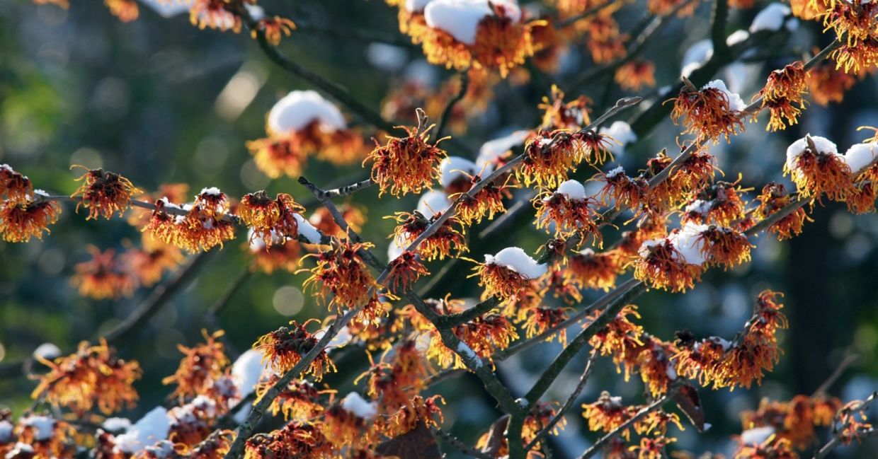 Witch hazel blossoms in the snow.
